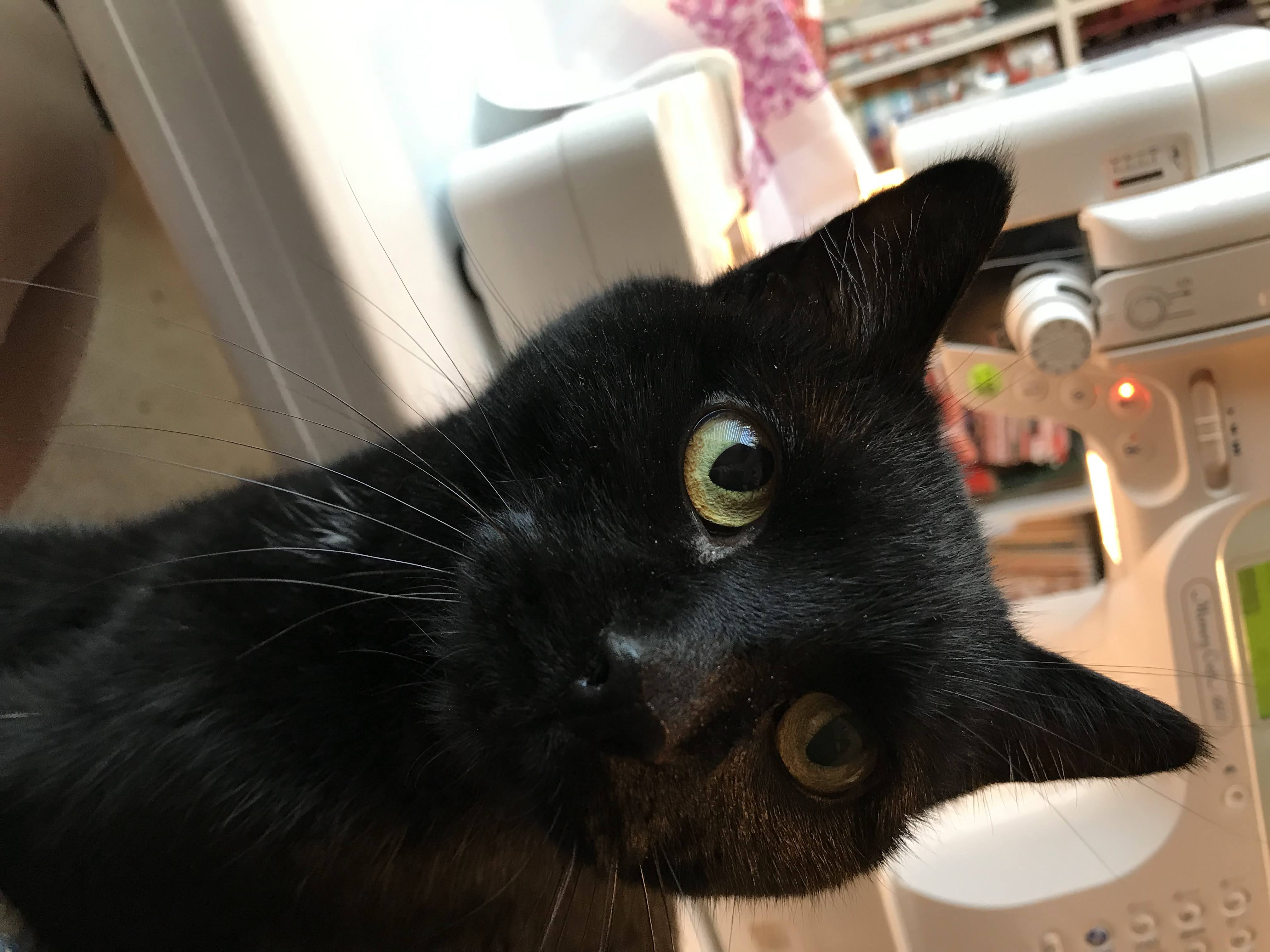 Meet Cinder, Studio Cat extraordinaire